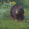 Painting of bear and flowers by Dan Smith