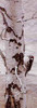 Downy Woodpecker Terry Isaac