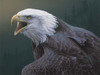bald eagle dan smith