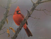 Cardinal painting by Daniel Smith