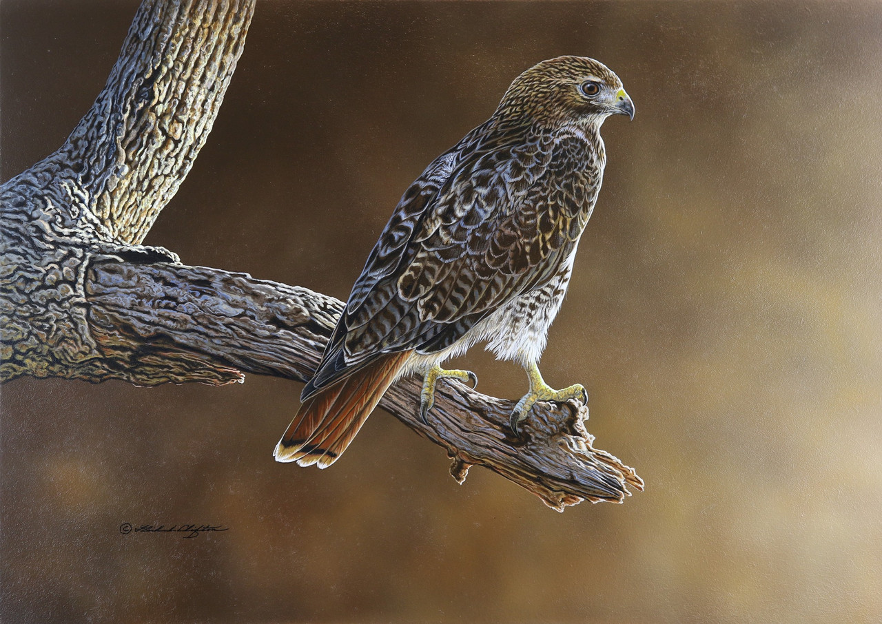 Portrait of a Red-tailed Hawk | American Eagle Foundation