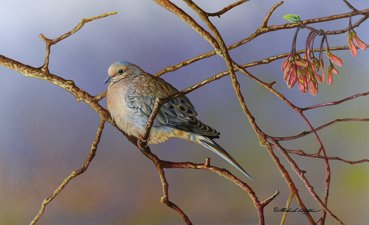 Mourning Dove by Richard Clifton - Original Painting - Ashley's