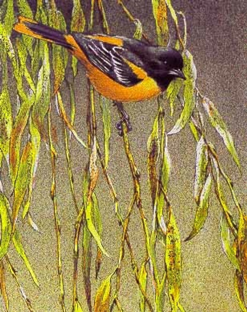 Beautiful Bird Baltimore Oriole Graphic by K for Kreative