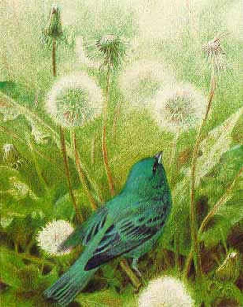Indigo Bunting SONGBIRD TRIO by Robert Bateman