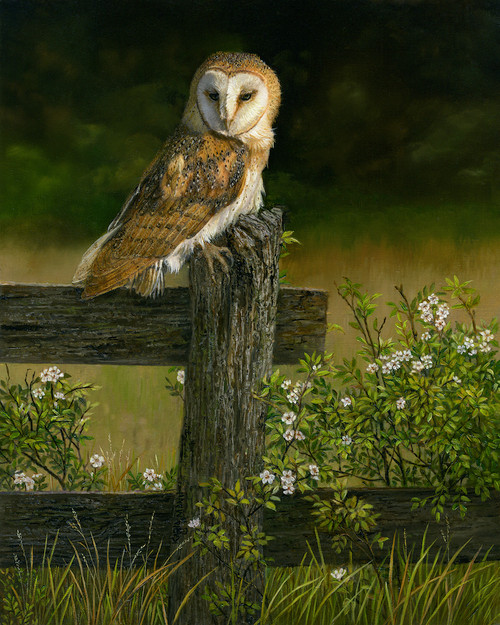 Barn Owl Painting