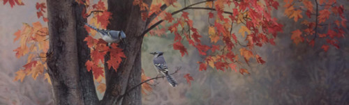 Fall Colors Bluejays by Terry Isaac