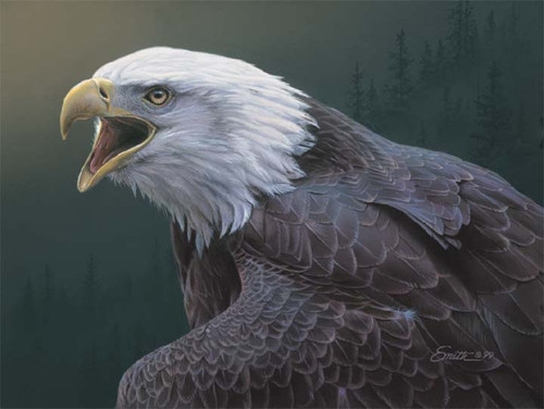 bald eagle dan smith