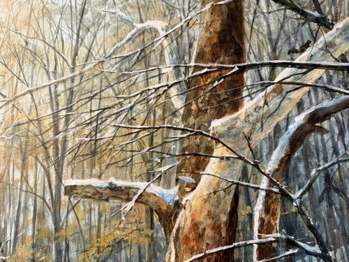 Big Ole Sycamore by Luke Buck 20x35 Original