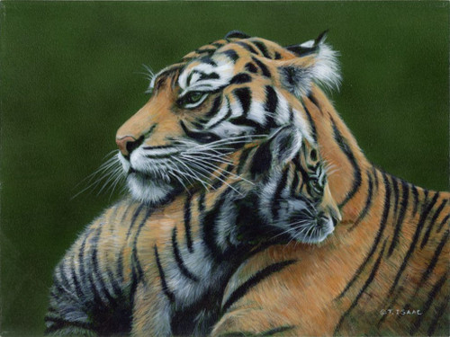 Tiger Love by Terry Isaac - Signed Canvas Limited Edition