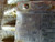 TOSHIBA B1/24FFC2A4, WORLD POWER SERIES MOTOR, 143T, 1760RPM, 60HZ, 2.2/2.1A,... (72355 - USED)