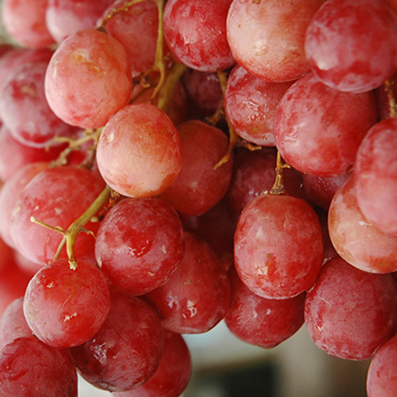 Red Seedless Grapes