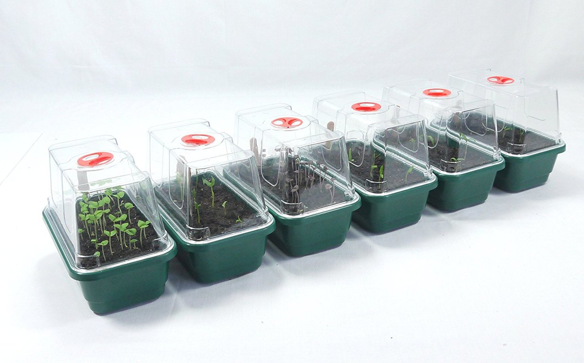 Mini Windowsill Propagators Value Pack Of 6 Britten James