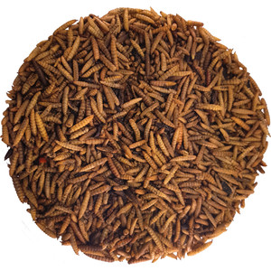 Premium Calci Worms for wild birds, hedgehogs and reptiles Premium Calci Worms for wild birds, hedgehogs and reptiles