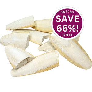 A selection of creamy coloured cuttlefish pieces, which are a great treat and beak trimmer for birds, turtles, tortoises, terrapins and snail. To the top right is a purple circle with white text saying 'Save 66%!'. A selection of creamy coloured cuttlefish pieces, which are a great treat and beak trimmer for birds, turtles, tortoises, terrapins and snail. To the top right is a purple circle with white text saying 'Save 66%!'.
