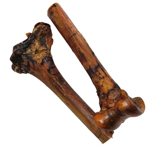 Two dried ostrich bones photographed on a white background.