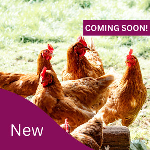 6 brown chickens, most on grass, some heading inside a large wooden hen house. There are two purple shapes with white writing in.  The one on bottom left says 'New', and the one on top right says 'Coming soon'