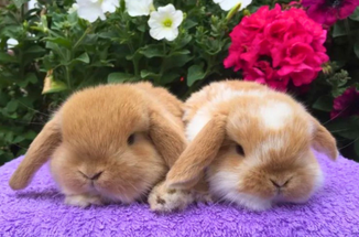 Rabbit Awareness Week: Understanding What Rabbits Really Need