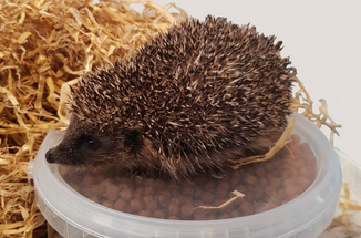 How to Help Hedgehogs