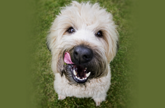 New! High-Protein Chicken Treats New! High-Protein Chicken Treats