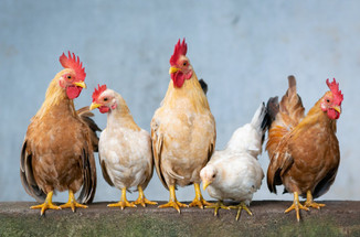 New! Premium Poultry Boost