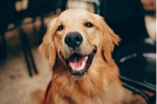 How to Choose Wholesale Dog Treats in the UK: 10 Things to Check