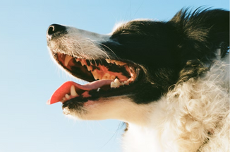 Caring For Your Dog's Teeth