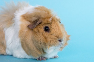 How To Keep Your Pets Healthy At Spring Time