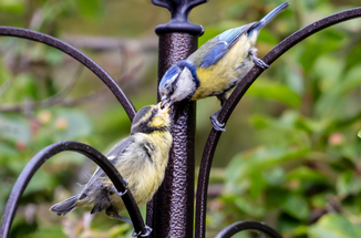 Help Wild Birds and Wildlife Thrive This Spring