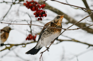 Helping our Wild Birds this Winter