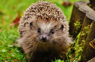 Help Hedgehogs This Spring