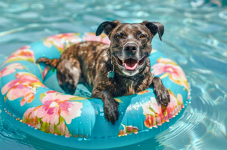Keeping Your Dog Hydrated This Summer