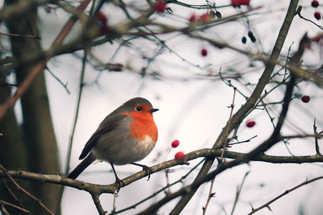 Don't forget the wild birds