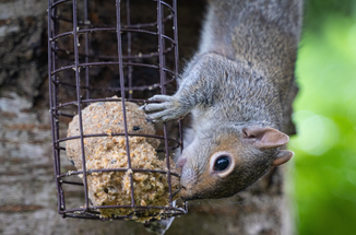 How Do You Stop Squirrels Eating Bird Food?