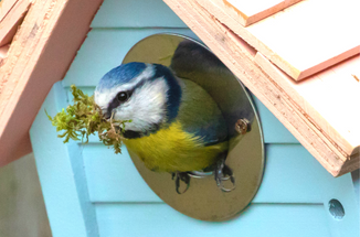 5 Easy Ways to Help Wild Birds