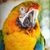 A parrot looking straight at us, with golden yellow, green, teal, orange and black feathers, with a light green dappled background