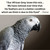 A grey parrot against a grey-brown background. A cream text box with black letters says "Our African Grey loves this mix... We have noticed over time that his feathers are in a better condition which we think is due to this food" - Fiona