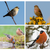 A collage showing Siskins, Linnets, Chaffinches and Bullfinches who all enjoy this wild bird seed mix for finches
