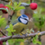 A blue tit with nesting materials in its beak, perched on a branch.  This is a good food for blue tits all through the year.