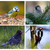 A collage of blue tits, blackbirds, sparrows and woodpeckers who also enjoy this high quality wild bird food