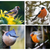 A collage of goldfinches, bullfinches, nuthatches and robins, all birds who enjoy this great value wild bird food