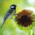 A great tit on a sunflower, extracting seeds.