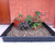 Multiuse Tray 1m Square 100 x 100cm