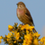 A beautiful linnet standing among bright yellow gorse flowers, with a blue sky behind it. This is a good wild bird food for linnets.