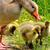 A Greylag goose with its goslings.  This is a more beneficial food for geese than bread, which is an unhealthy filler that birds struggle to digest and can lead to malnutrition A Greylag goose with its goslings.  This is a more beneficial food for geese than bread, which is an unhealthy filler that birds struggle to digest and can lead to malnutrition