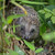 A photograph of a hedgehog peering through green undergrowth