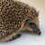 A photograph of a hedgehog peeking at us