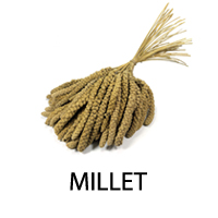 MILLET