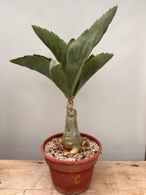 Cyphostemma juttae 8