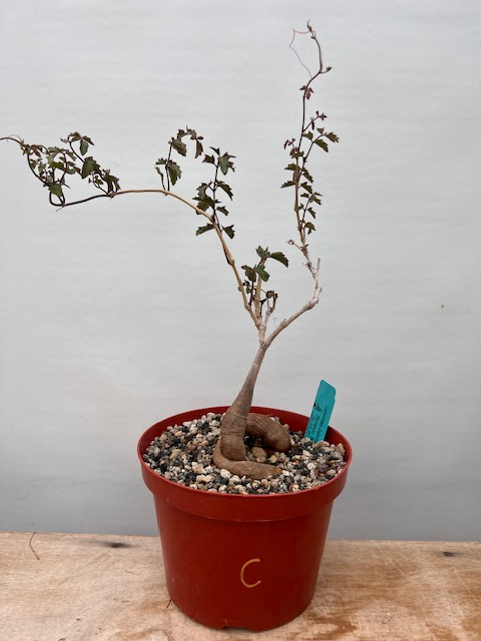Cyphostemma elephantopus 8