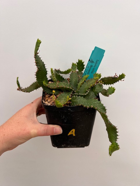 Botanic Wonders Euphorbia stellata